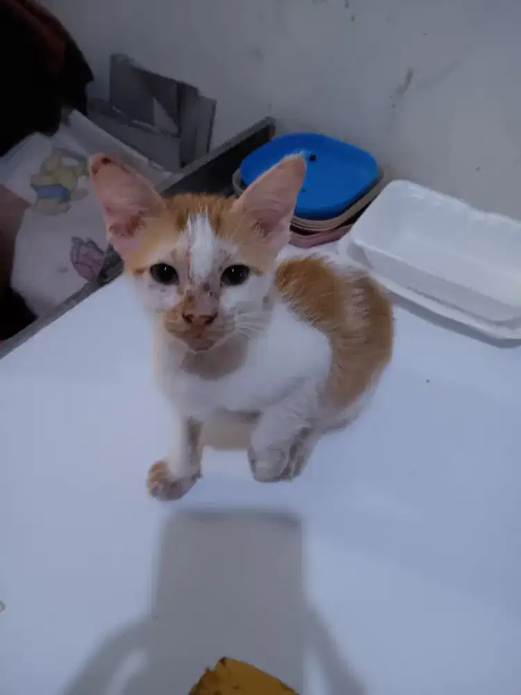 Kitten 2 bulanan kampung