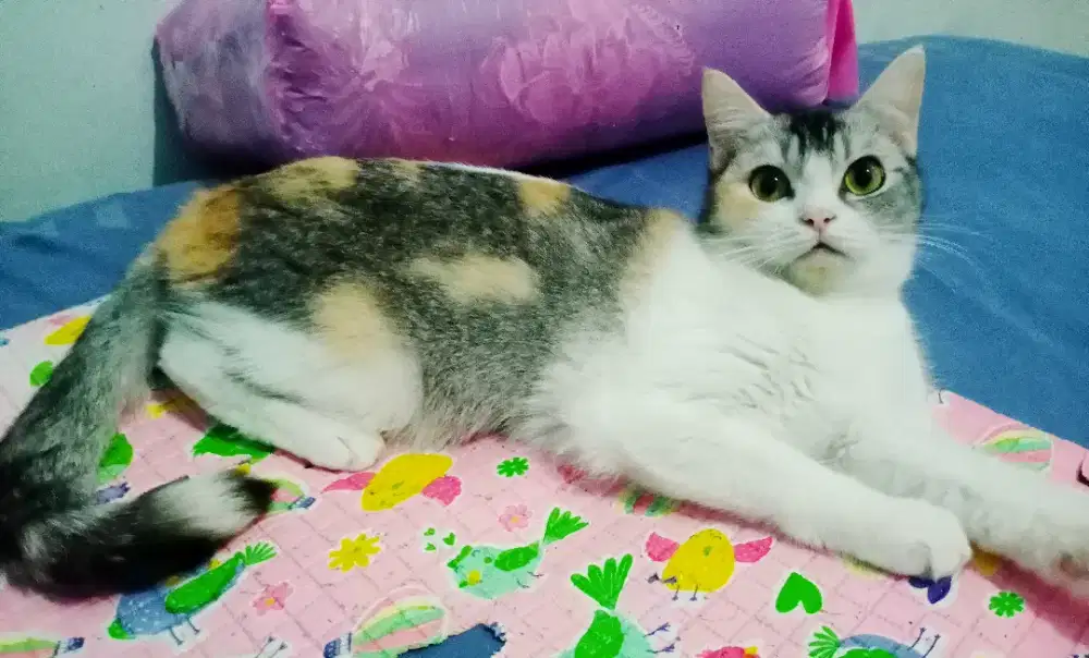 Lepas adopsi kucing betina umur 1 Tahun