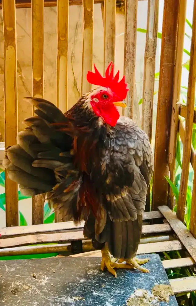 Ayam serama selam sepasang