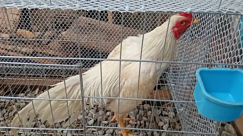 Ayam Bangkok putih