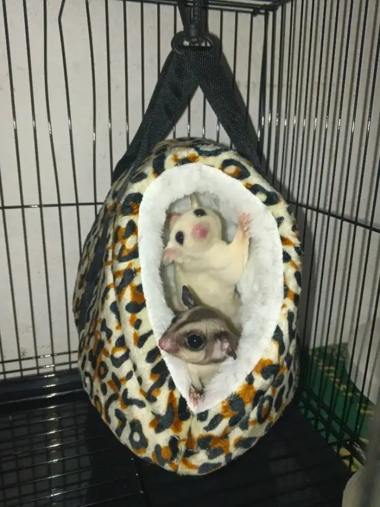Di jual sugar glider sepasang classic grey x leucistic