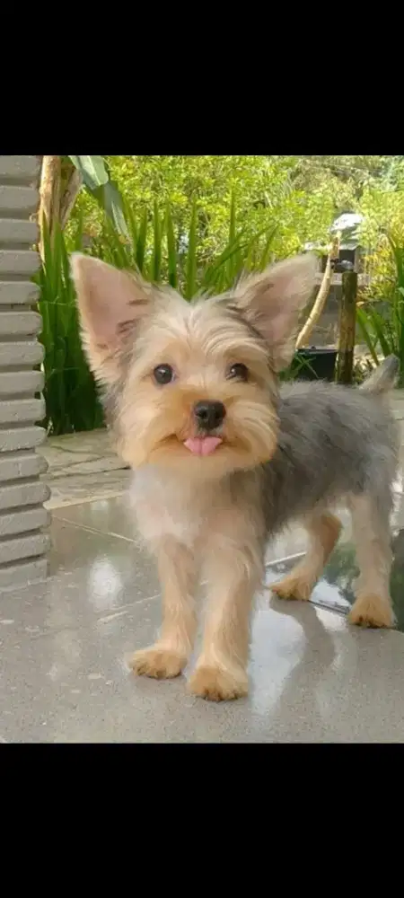 Anjing Yorkshire Terrier