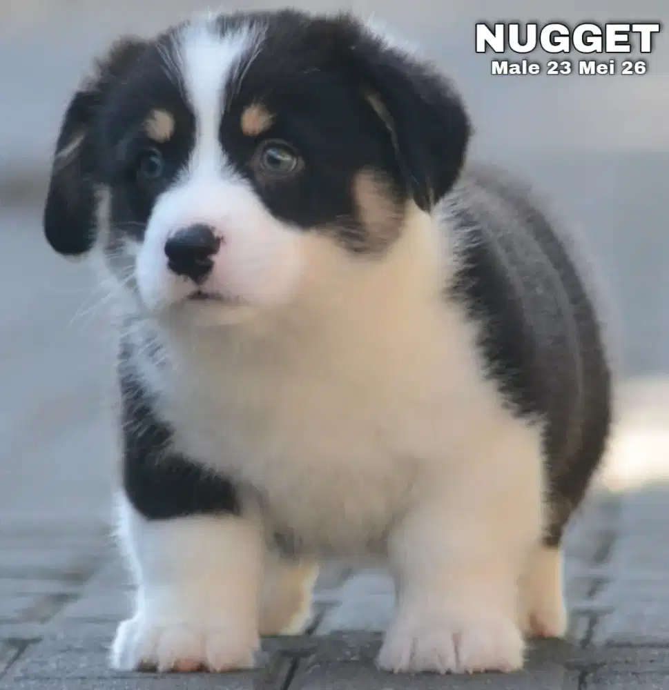 Corgi tricolor jantan •NUGGET•
