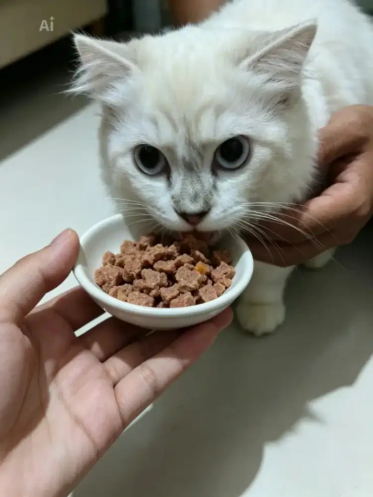 Kucing Himalaya mix scotis