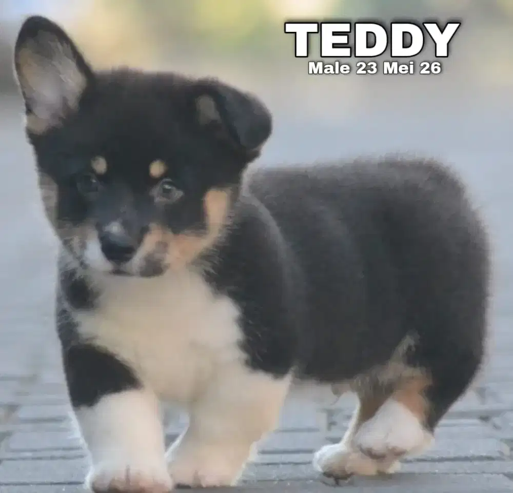 Corgi tricolor jantan •TEDDY•