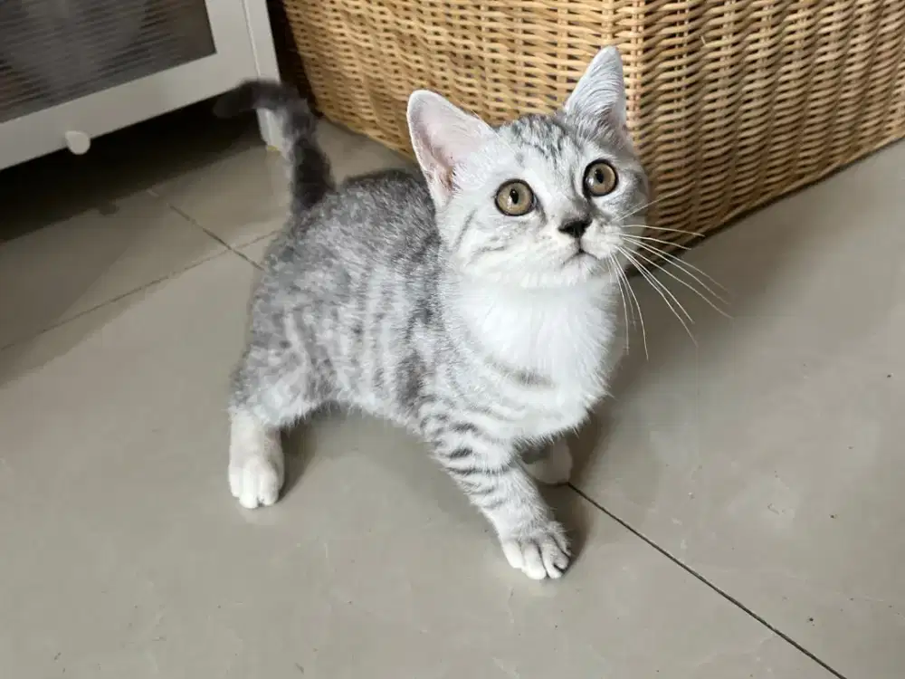 Kucing British Shorthair Betina 3,5 Bulan