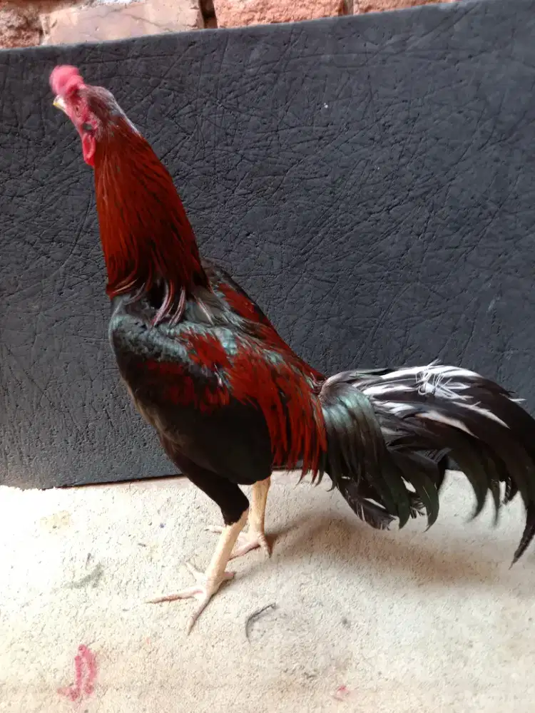 Jual Bk Mangon,Umur 7 bulan Mental Baja,ukuran 3,5 ,Fidio abar ada