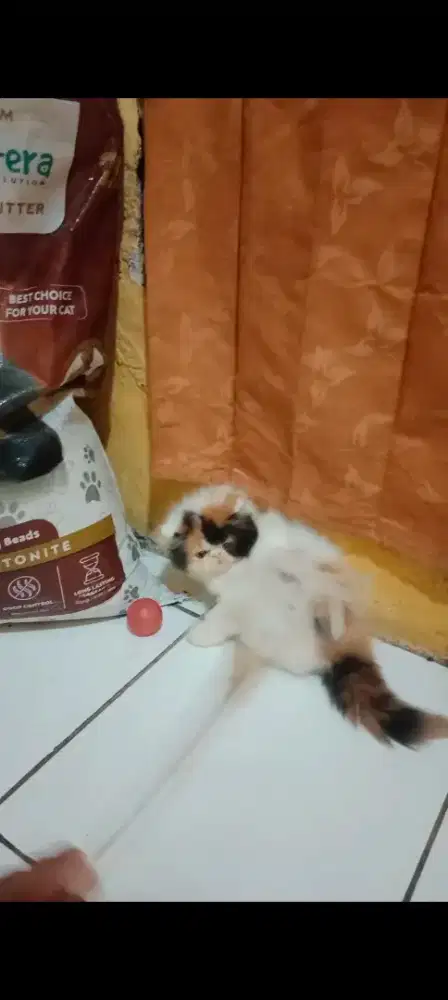 Kucing Persia Peaknose Calico