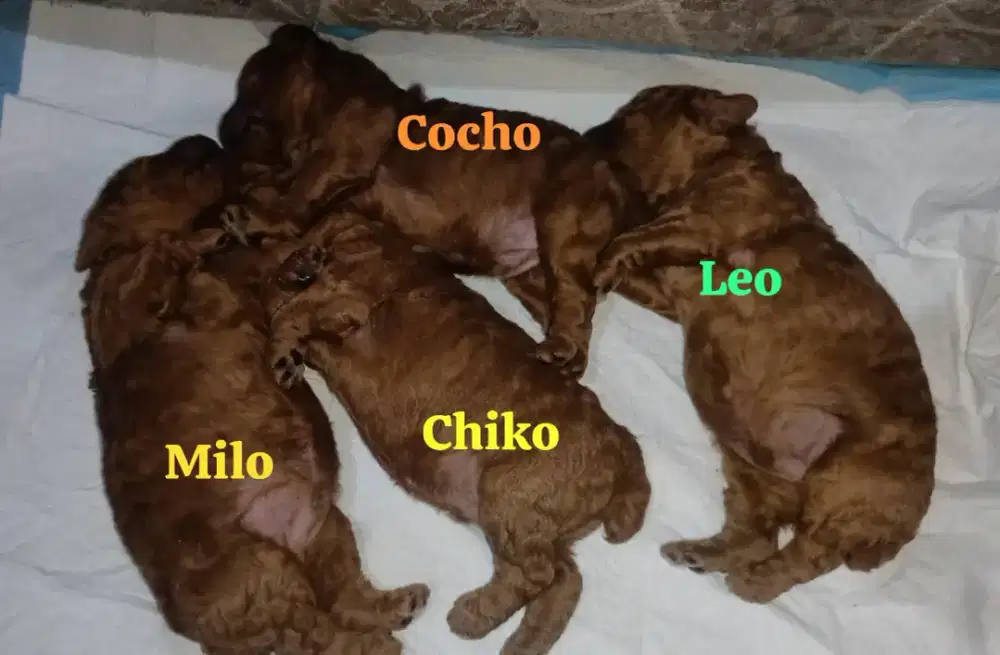 Red Toy Poodles
