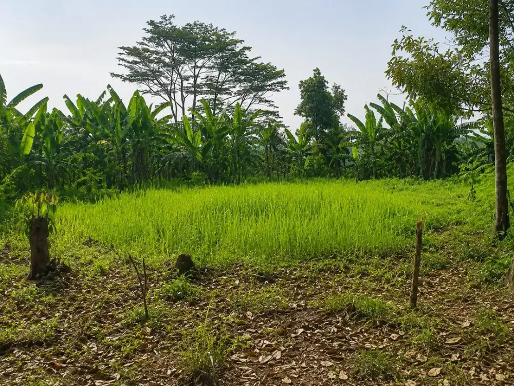 Tanah Luas di Curug Badak Maja Lebak Siap untuk Investasi Masa Depan