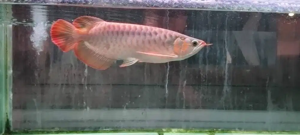arwana sr 35 cm