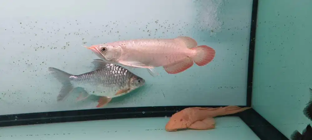 arwana super red 27 cm