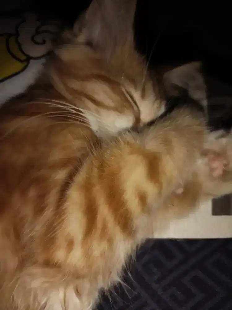Kucing Persian mix Maincoon