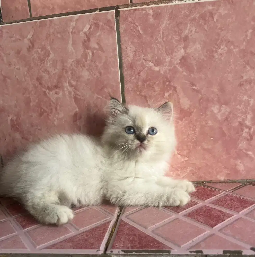 Kitten persia flatnose