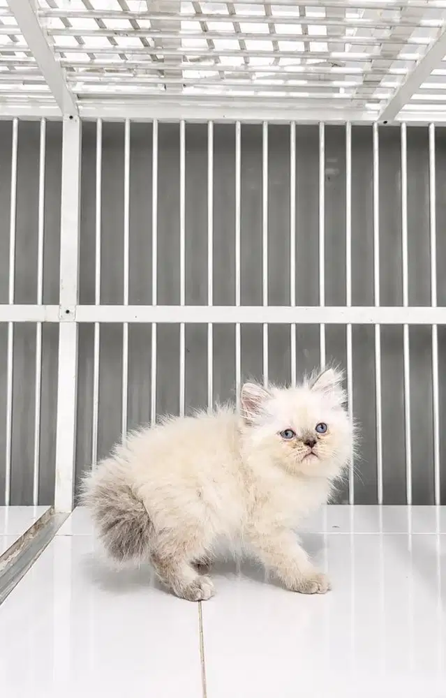 Kucing Kitten Persia Long Hair
