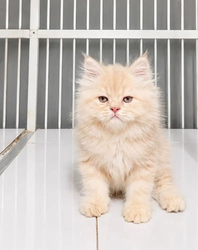Kucing Kitten Persia Long Hair