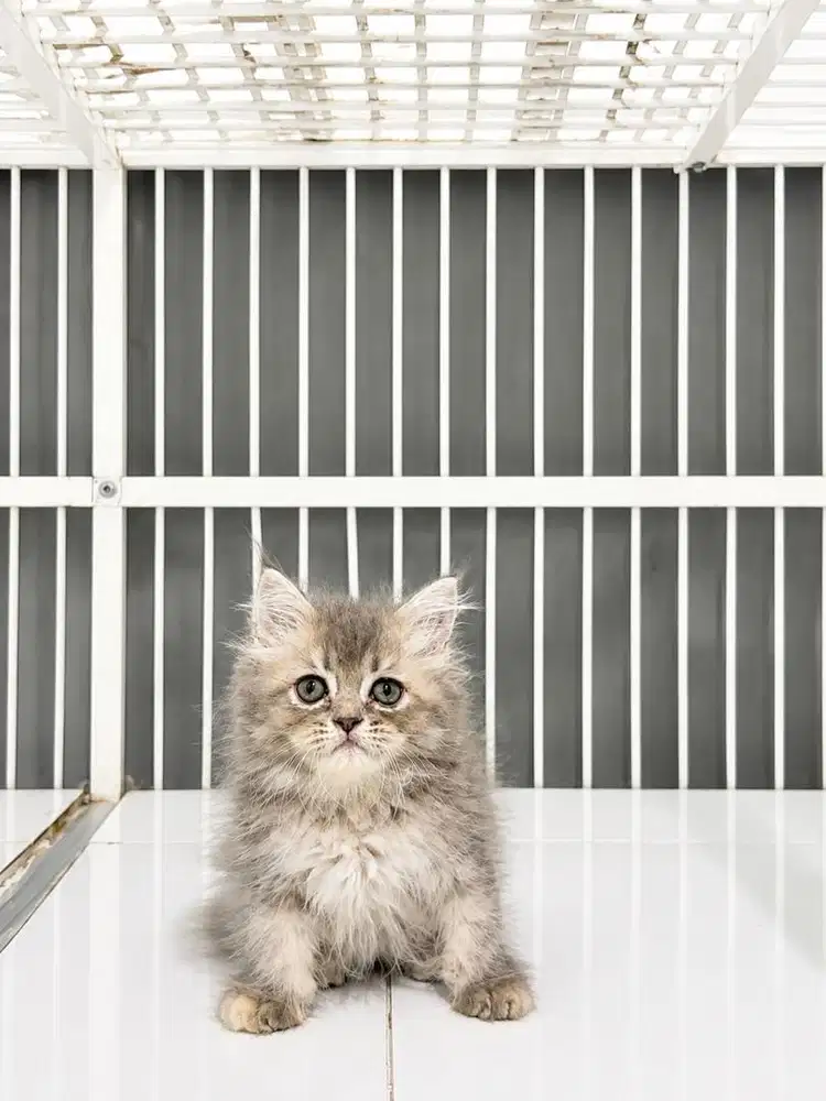 Kucing Kitten Persia Long Hair
