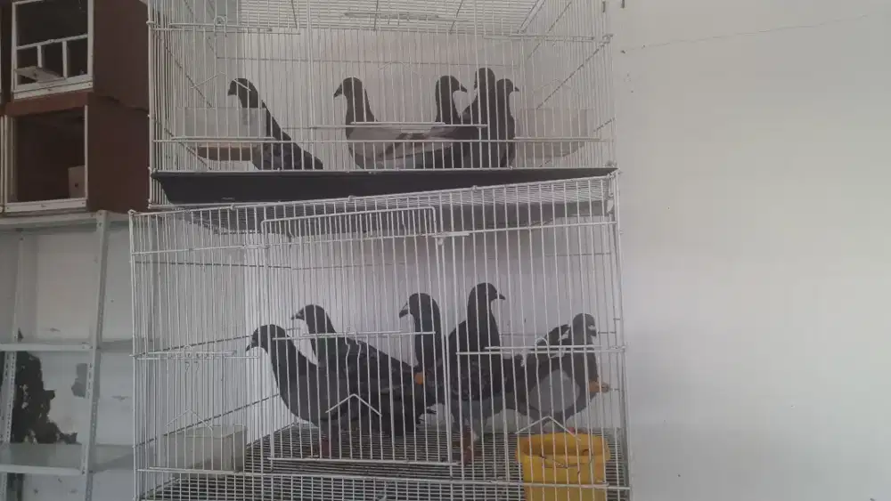 Burung MERPATI POS dan merpati biasa