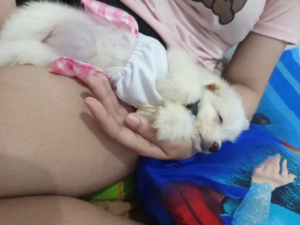 Di jual anjing ras malthies