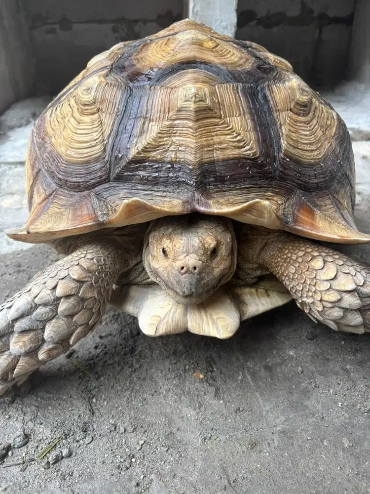 Sulcata monster 55cm jantan