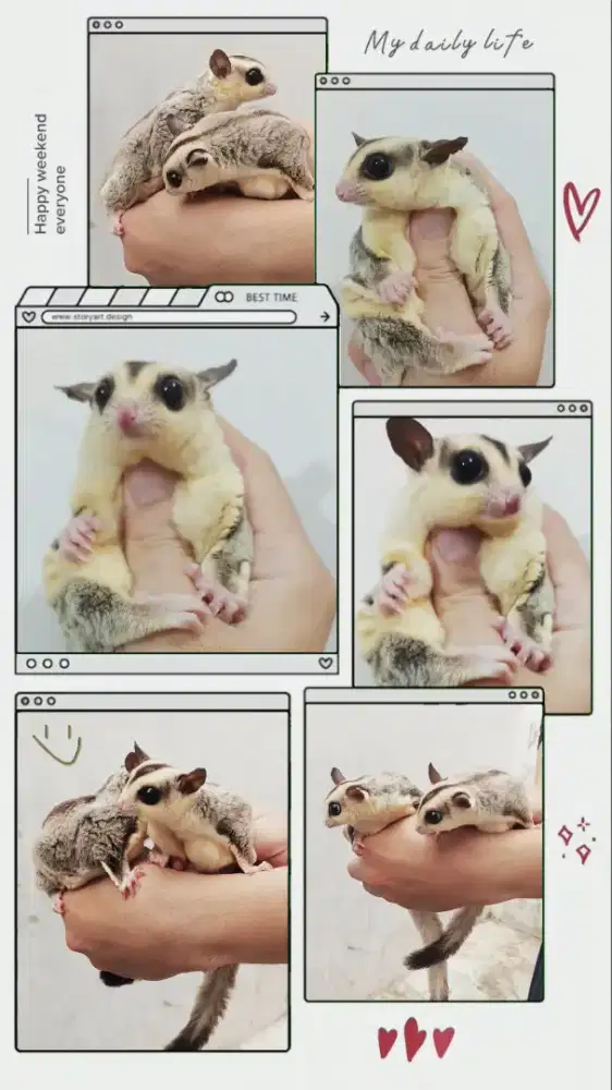 DIJUAL SEPASANG SUGAR GLIDER