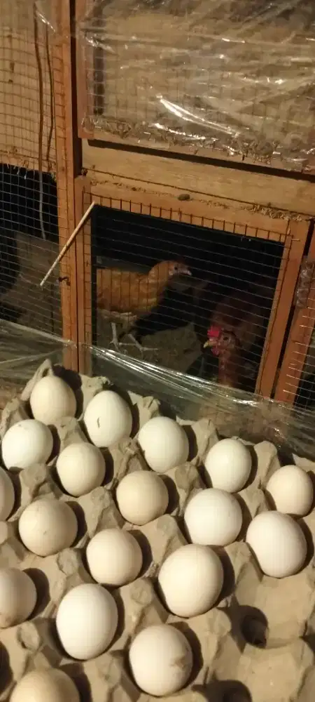 Telur ayam elba