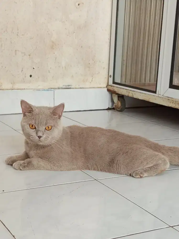 British Shorthair Lilac