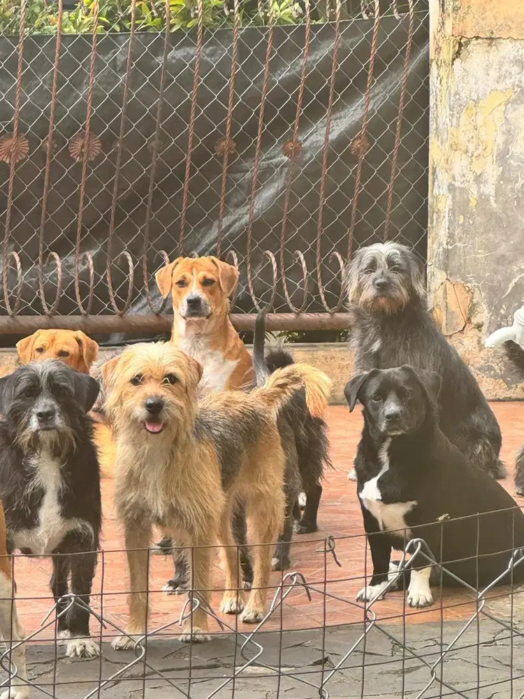 Cari ART yg penyayang anjing