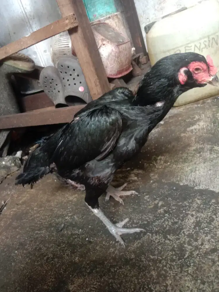 Ayam babon birkok