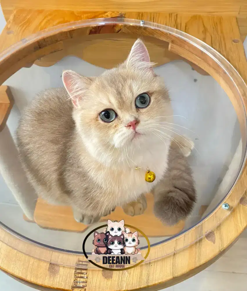 Munchkin BSH Import Ped WCF