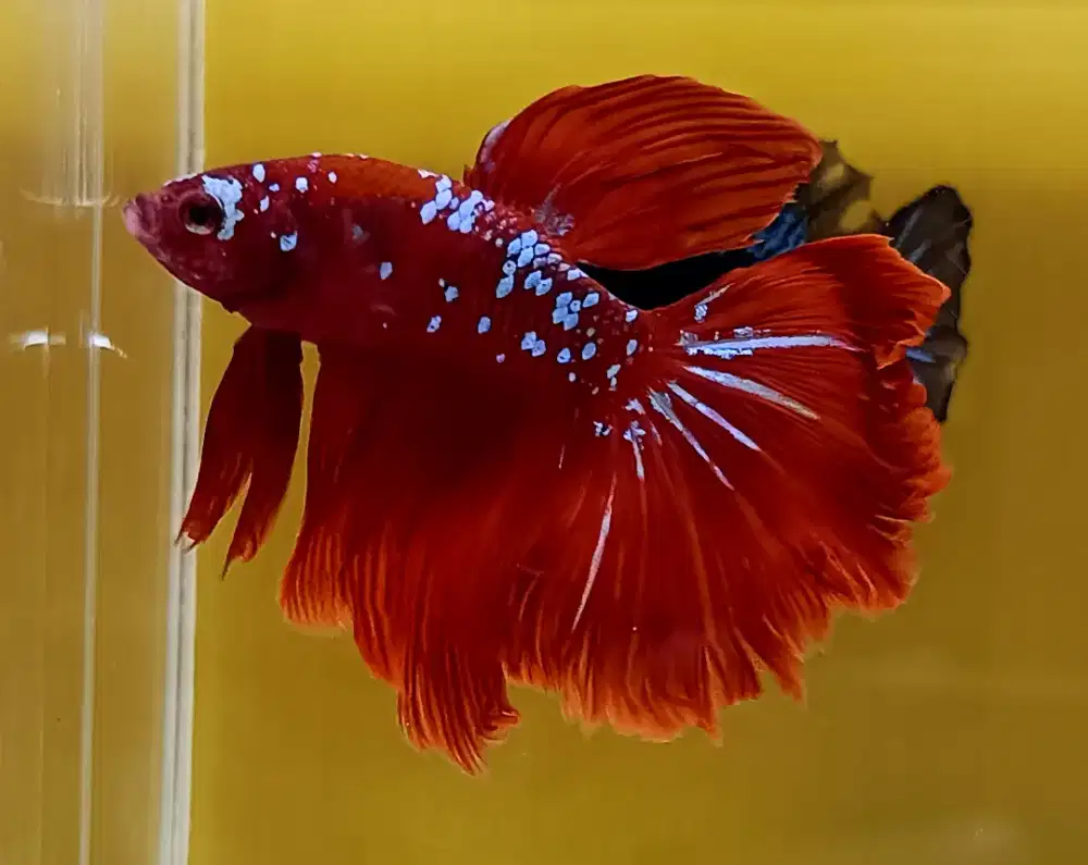 ikan cupang halfmoon rgg