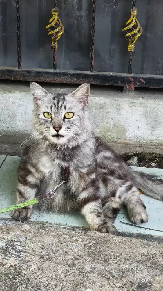 Kucing Jantan Sudah Di steril