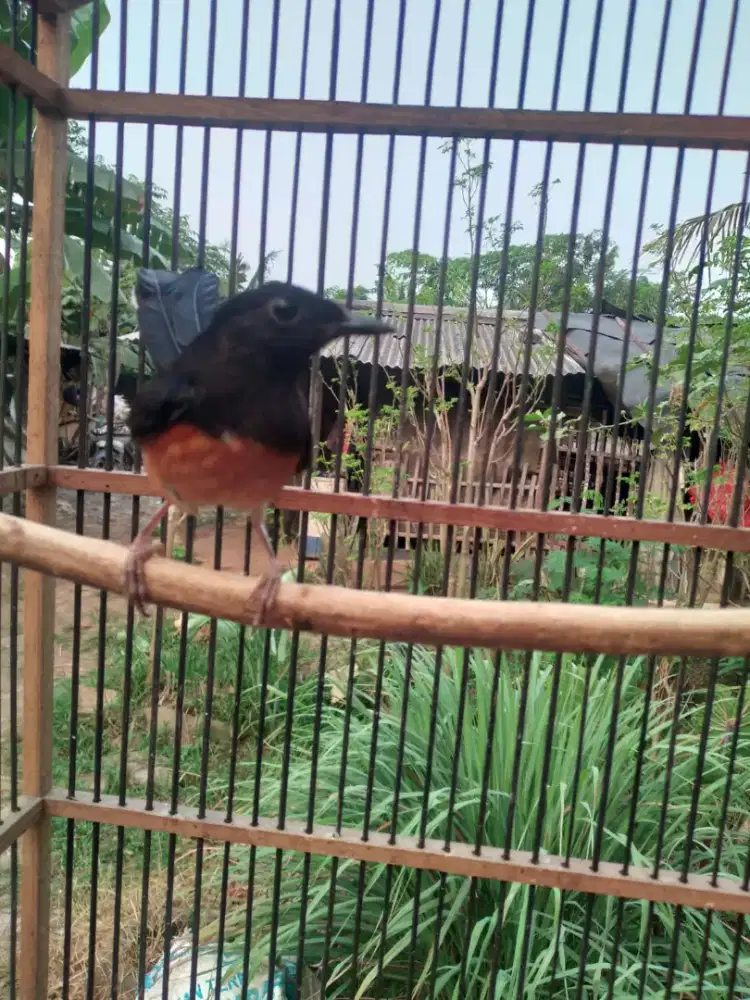 Betina murai batu super fakter