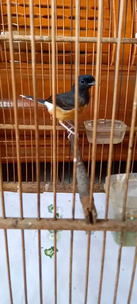 Murai batu betina super