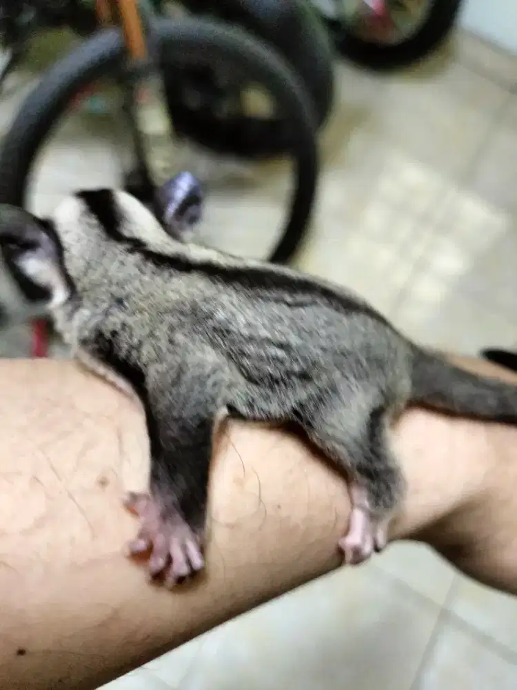 Sugar glider joey classic grey jantan