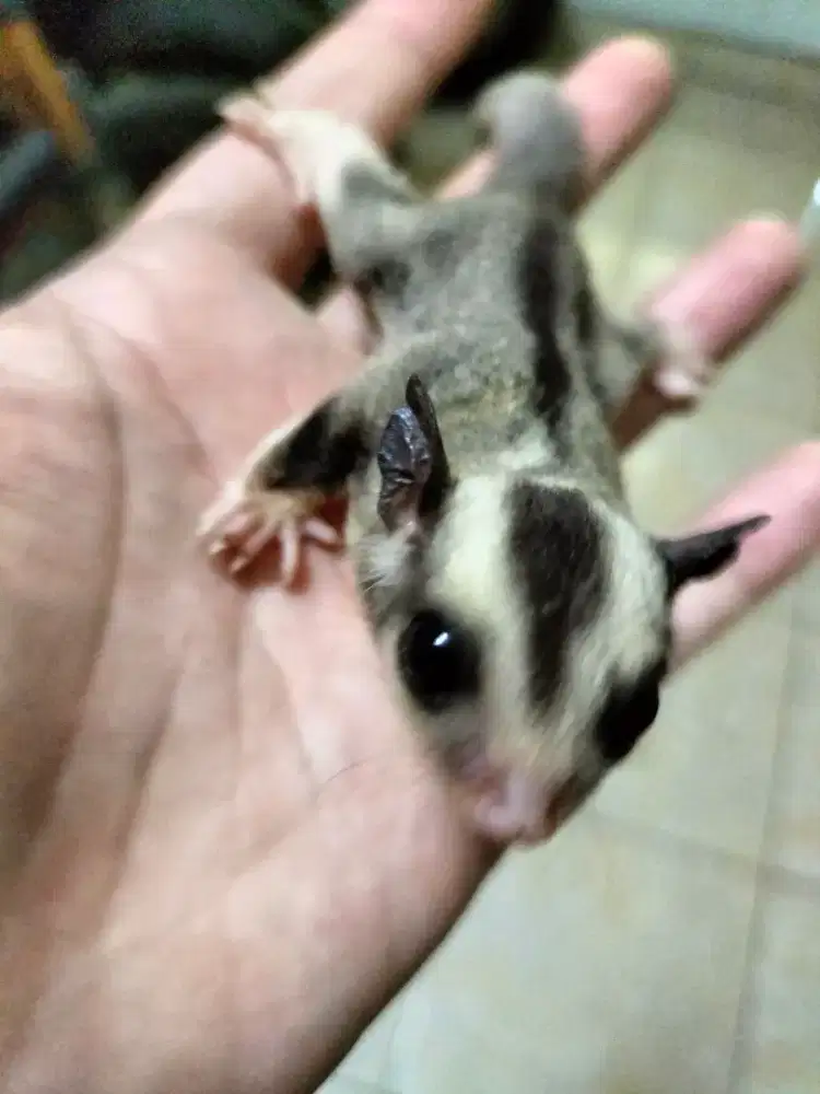 Sugar glider betina low mosaic ring tail