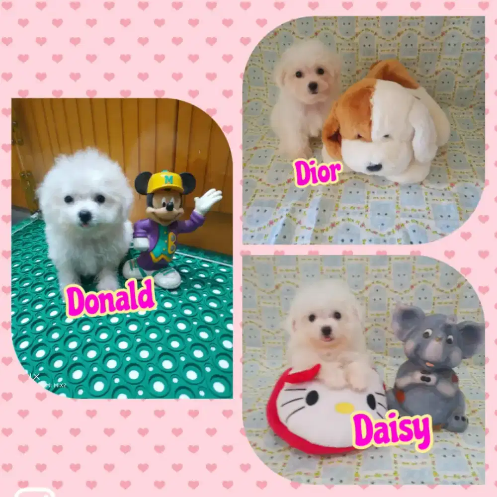 Jual Anakan Bichon frise