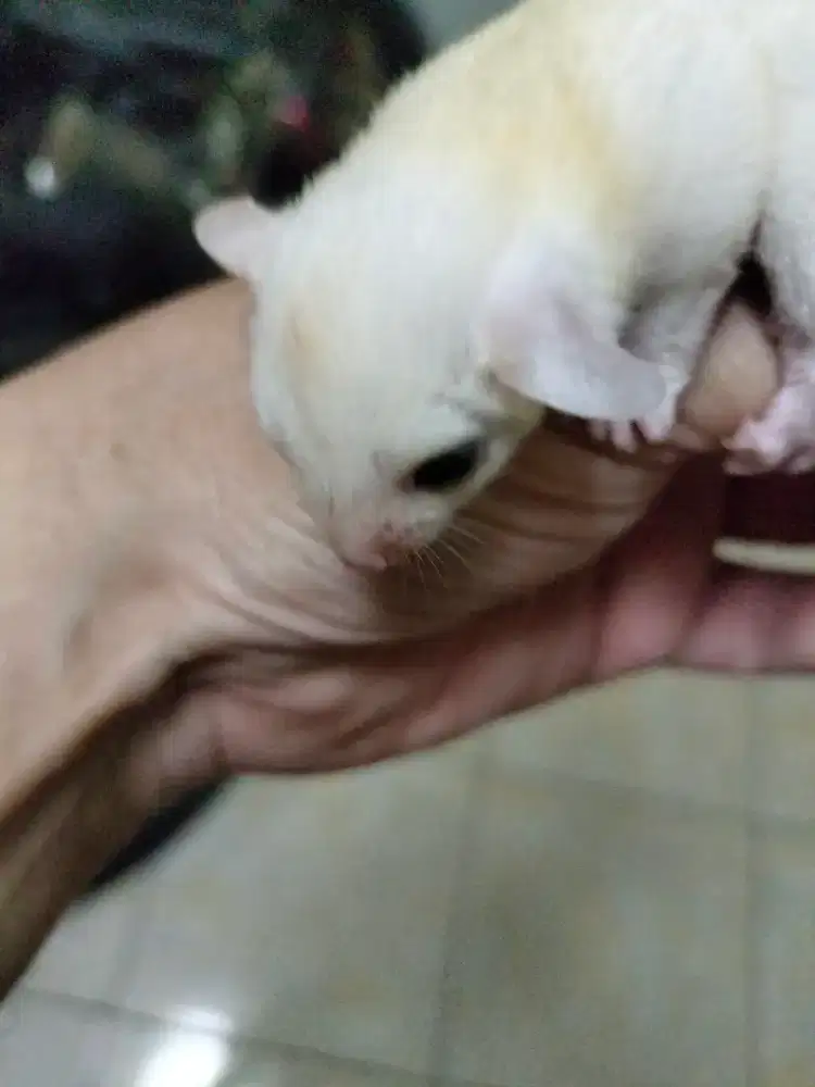 Sugar glider leucistic Joey jantan