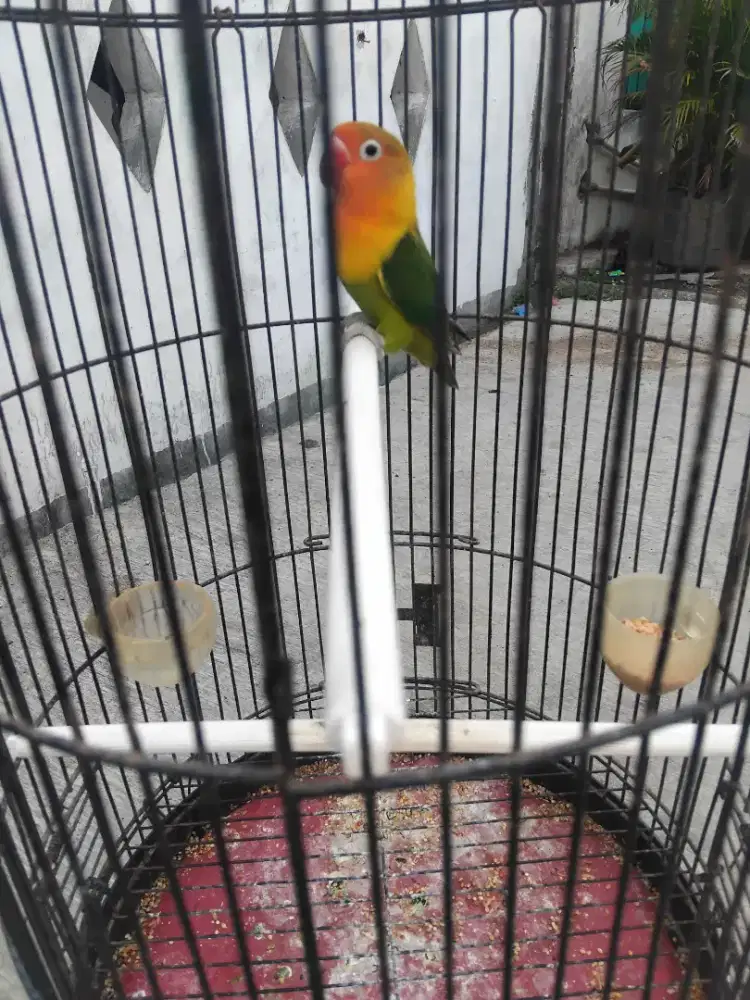 Burung lovebird josan dewasa