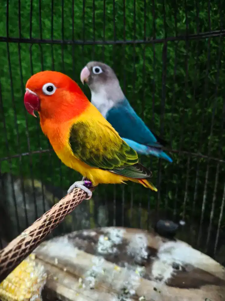 Lovebird pasangan