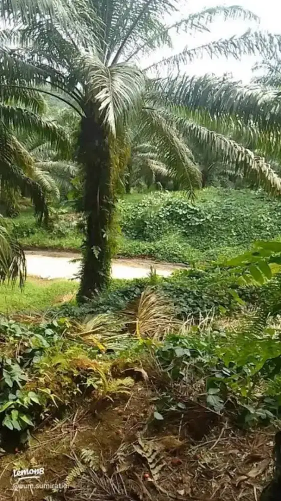 Dijual Lahan Sawit 17 rante