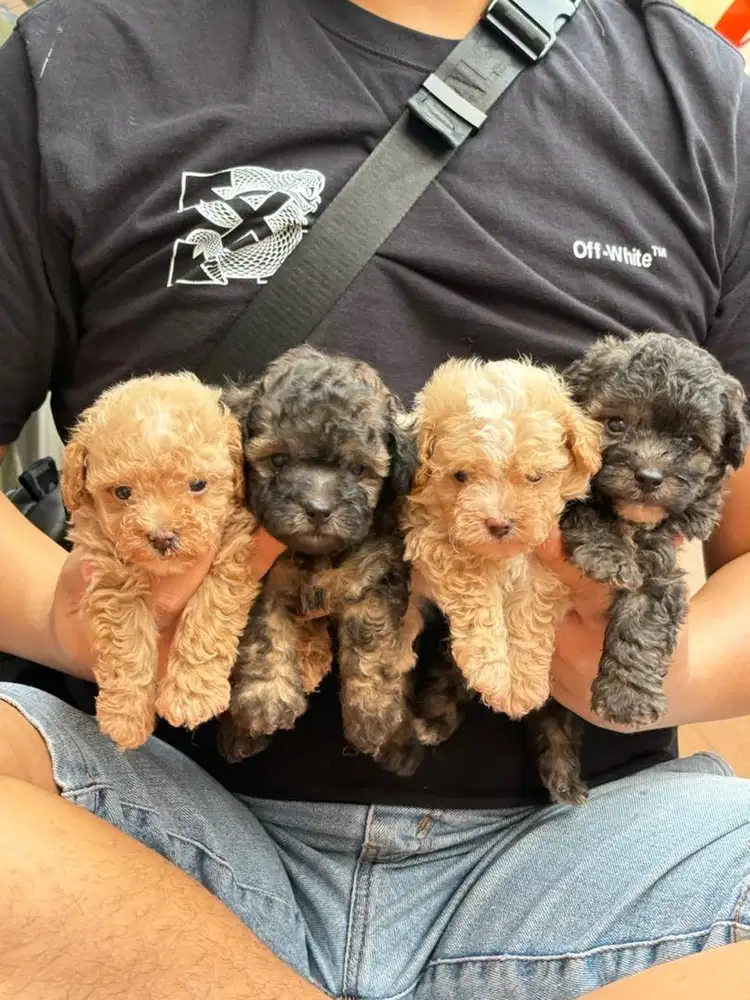 Tiny & Tea Cup Poodle lucu