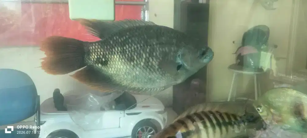 Ikan Gurame sabah