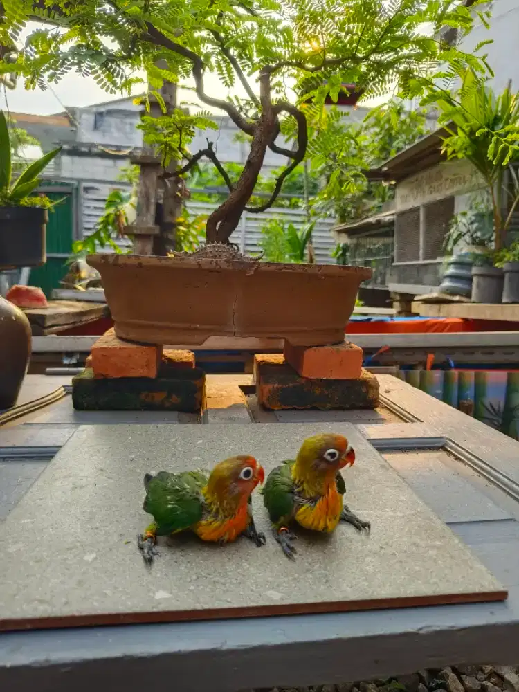 Lovebird balibu