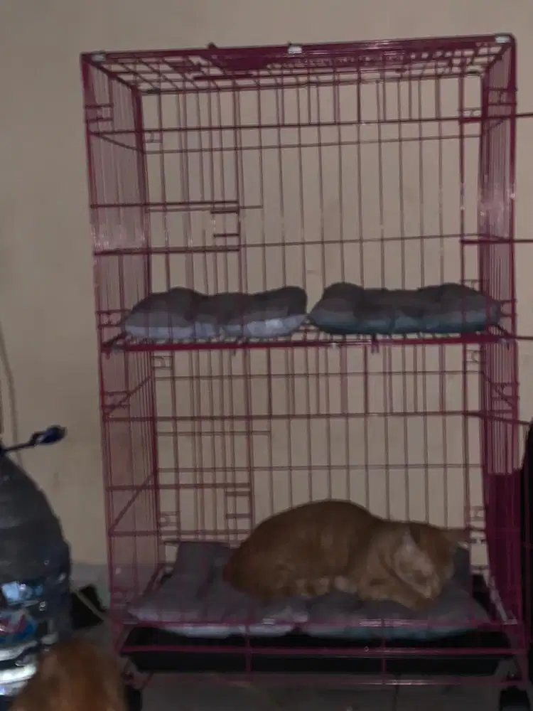 kandang kucing ukuran 60x42x100
