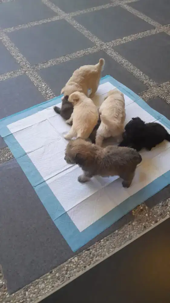 Anak anjing mix