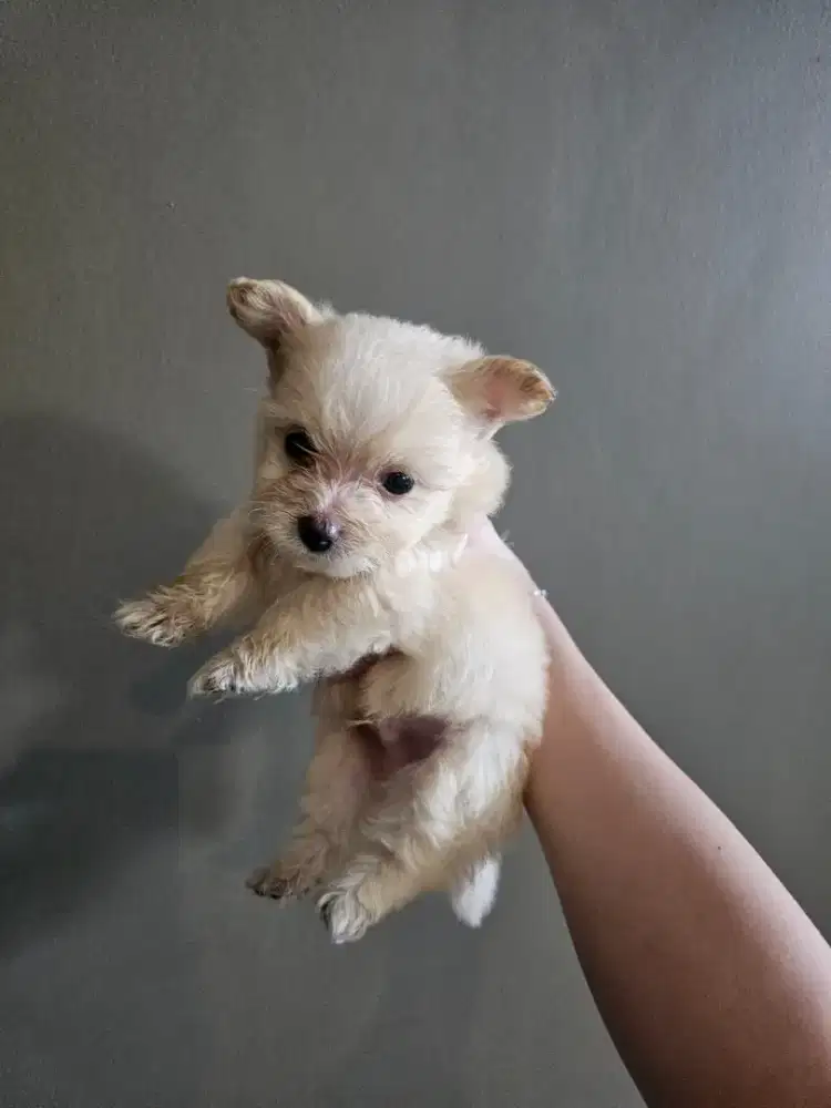 Anak anjing mix