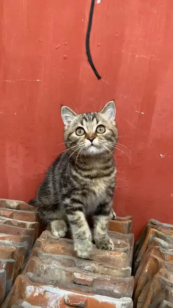 BSH Classic Tabby