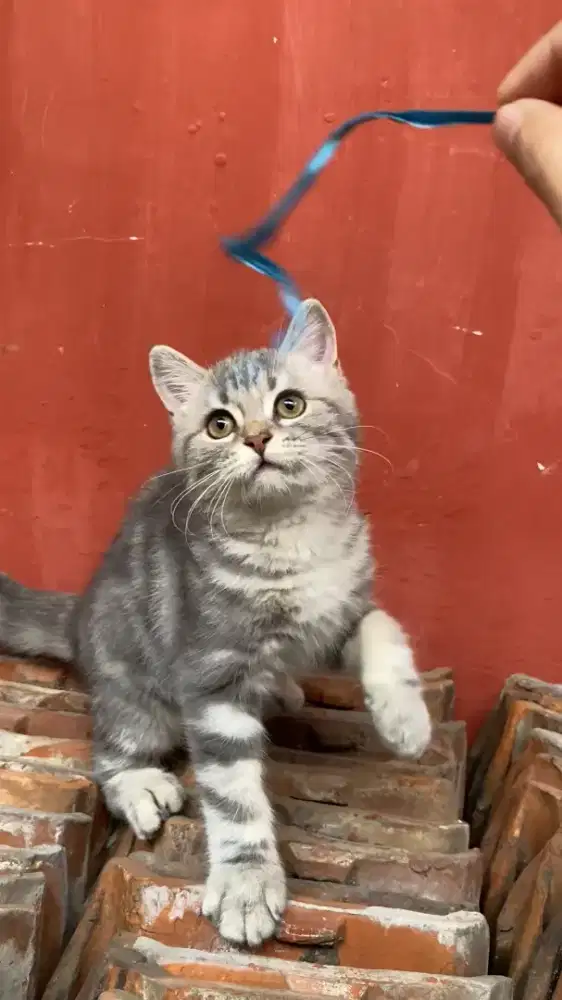 BSH Silver Tabby