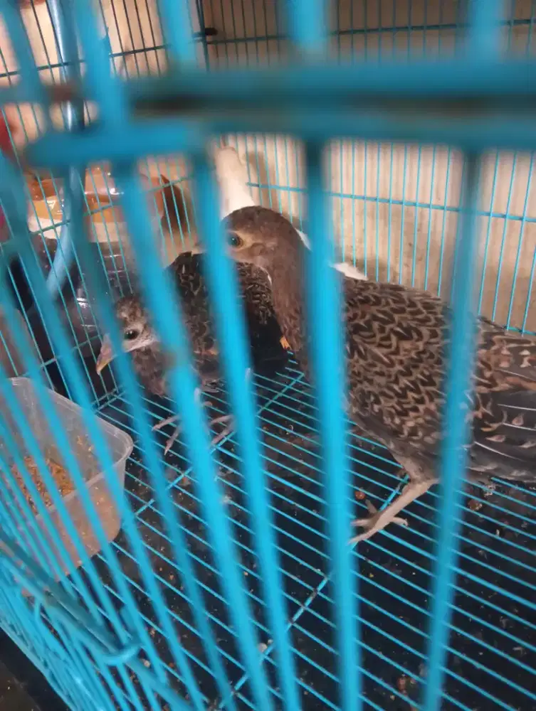 AYAM HUTAN HIJAU SEMARANG